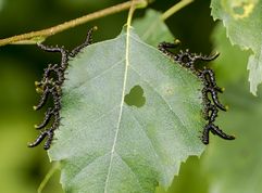 Bladhveps larve Craesus latipes